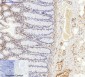Actin β Polyclonal Antibody